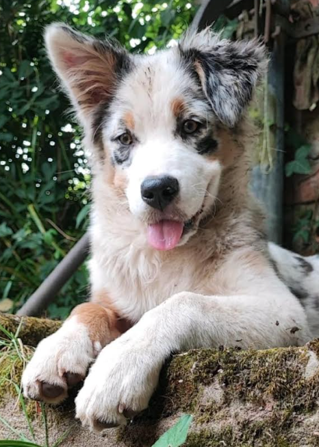 photo chien à broder